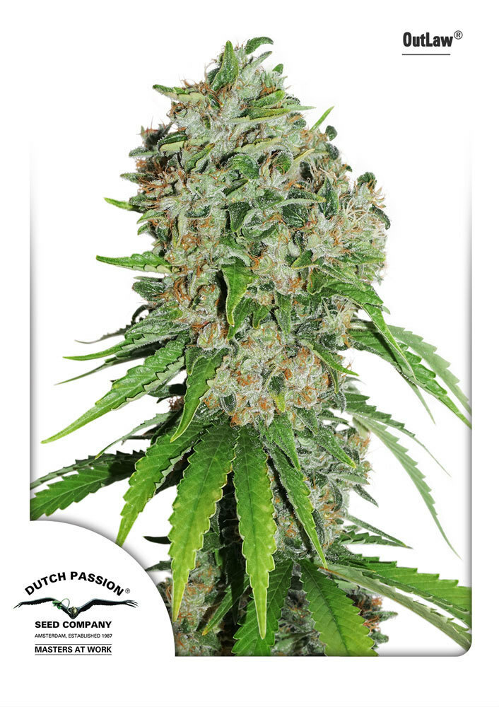 Dutch Passion - OutLaw (fem.)