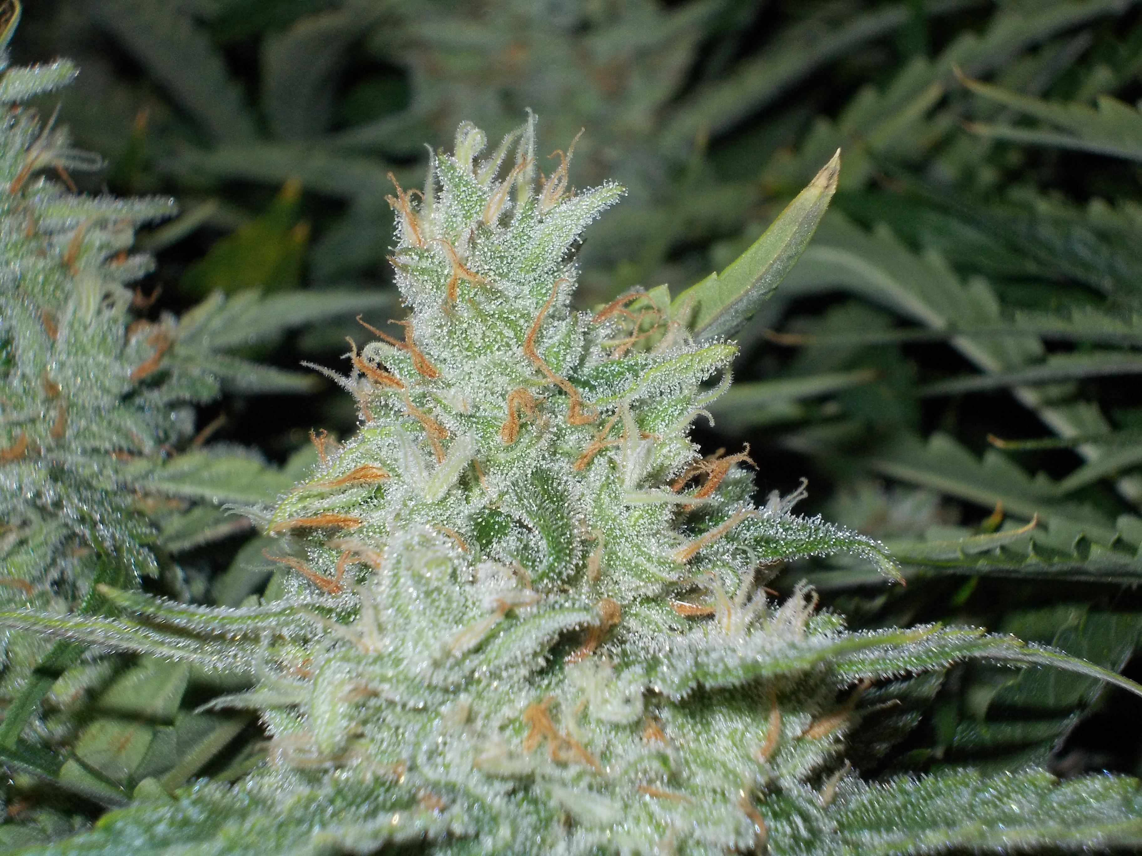 Dutch Passion - OutLaw (fem.)