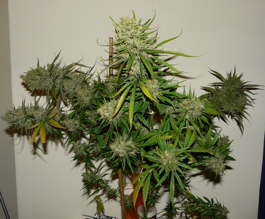 Dutch Passion - OutLaw (fem.)