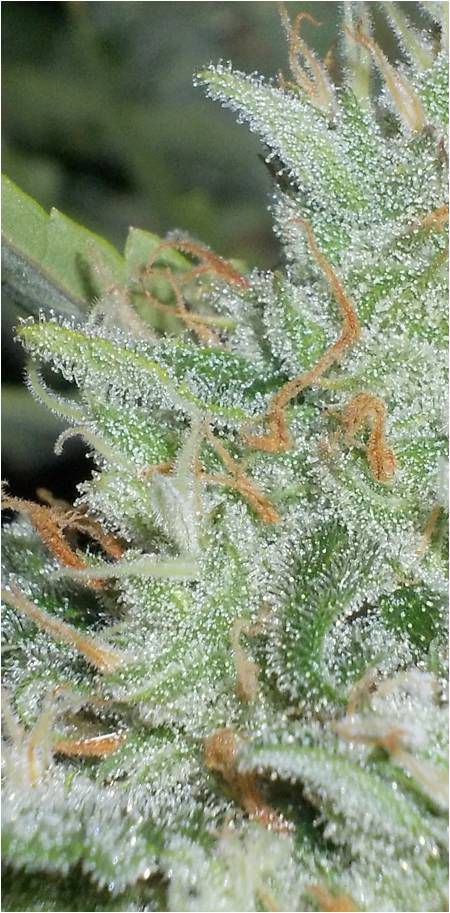 Dutch Passion - OutLaw (fem.)