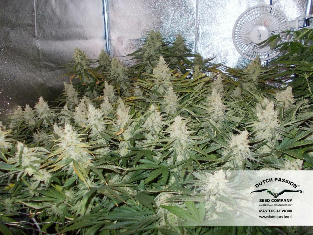 Dutch Passion - OutLaw (fem.)