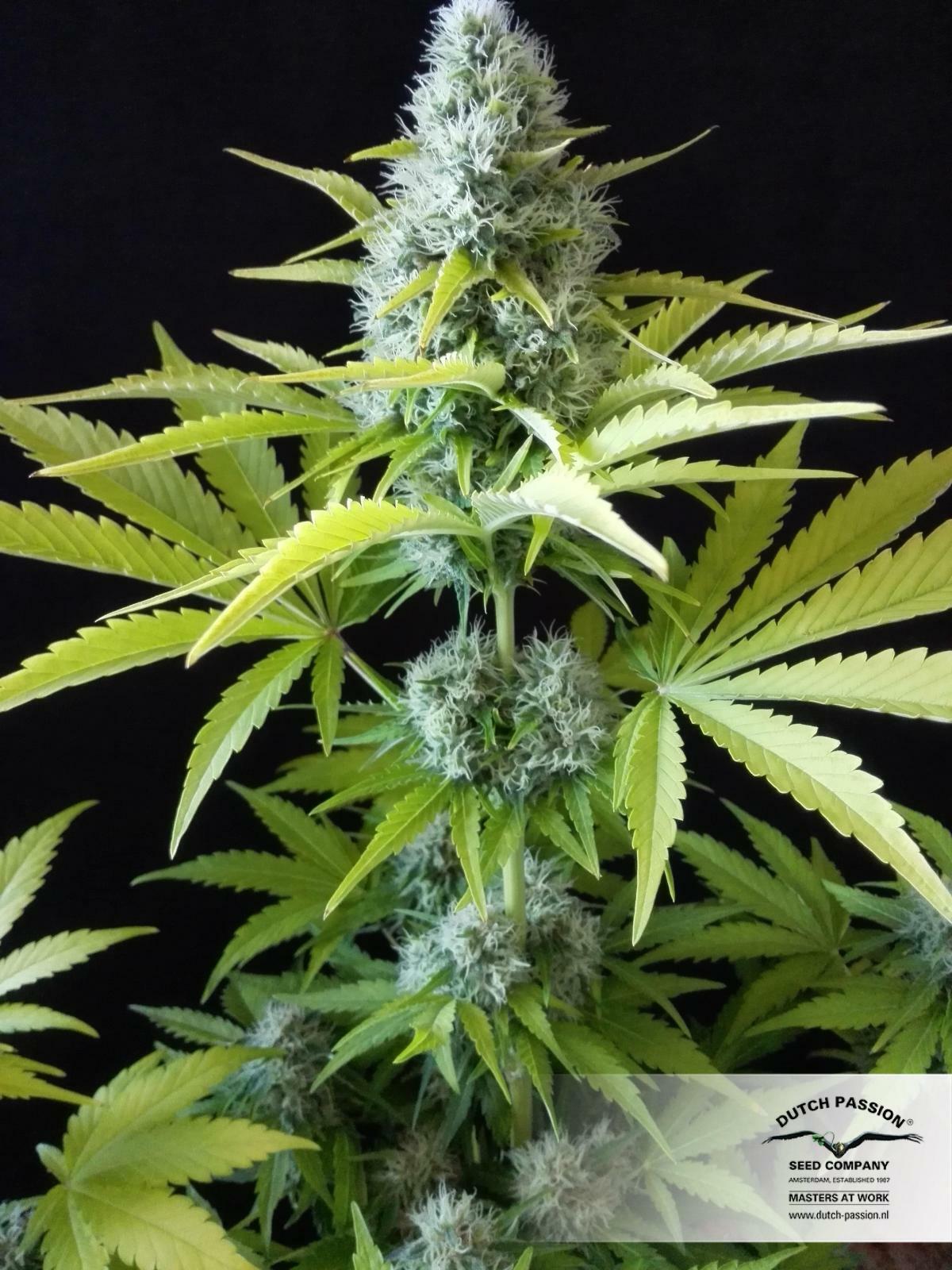 Dutch Passion - OutLaw (fem.)
