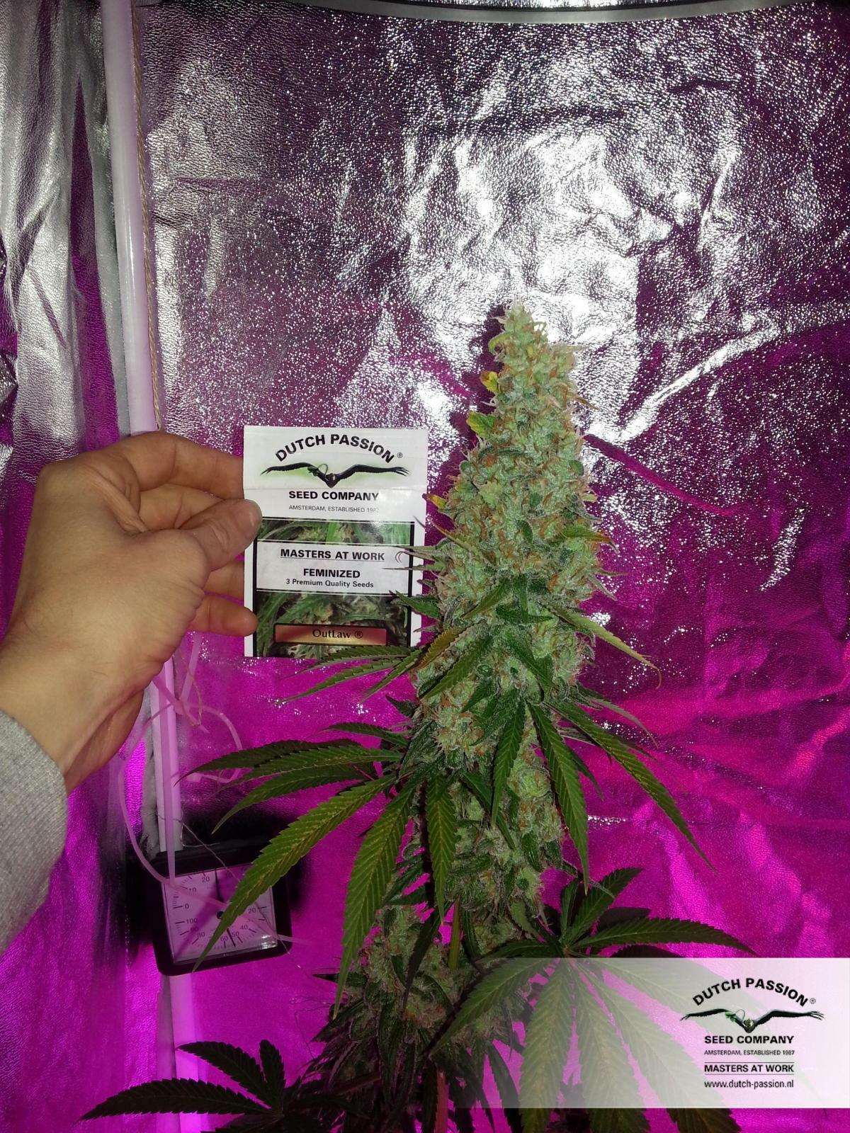 Dutch Passion - OutLaw (fem.)