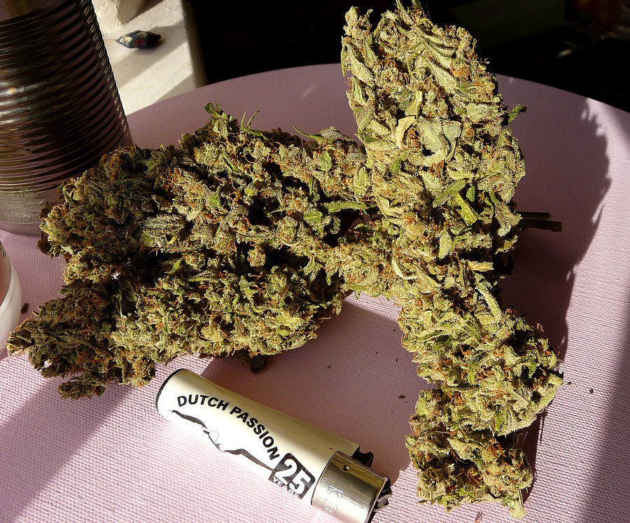 Dutch Passion - OutLaw (fem.)
