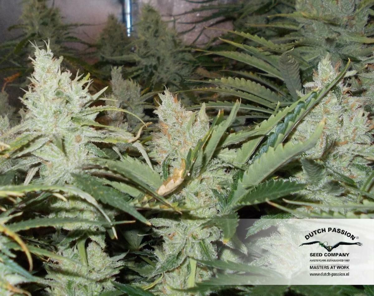 Dutch Passion - OutLaw (fem.)
