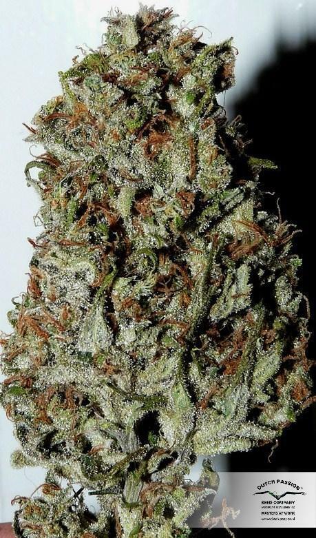 Dutch Passion - OutLaw (fem.)