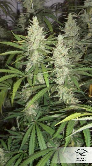 Dutch Passion - OutLaw (fem.)