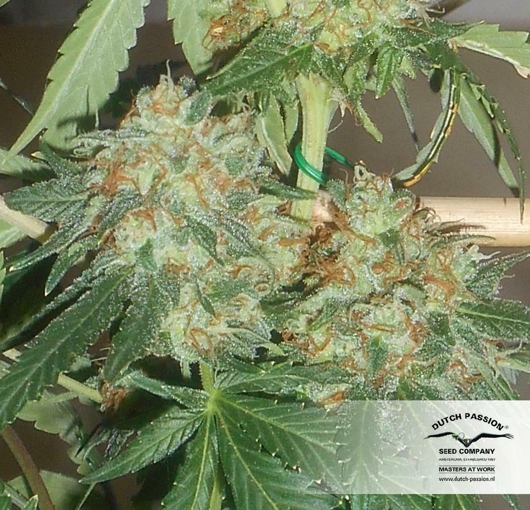 Dutch Passion - OutLaw (fem.)