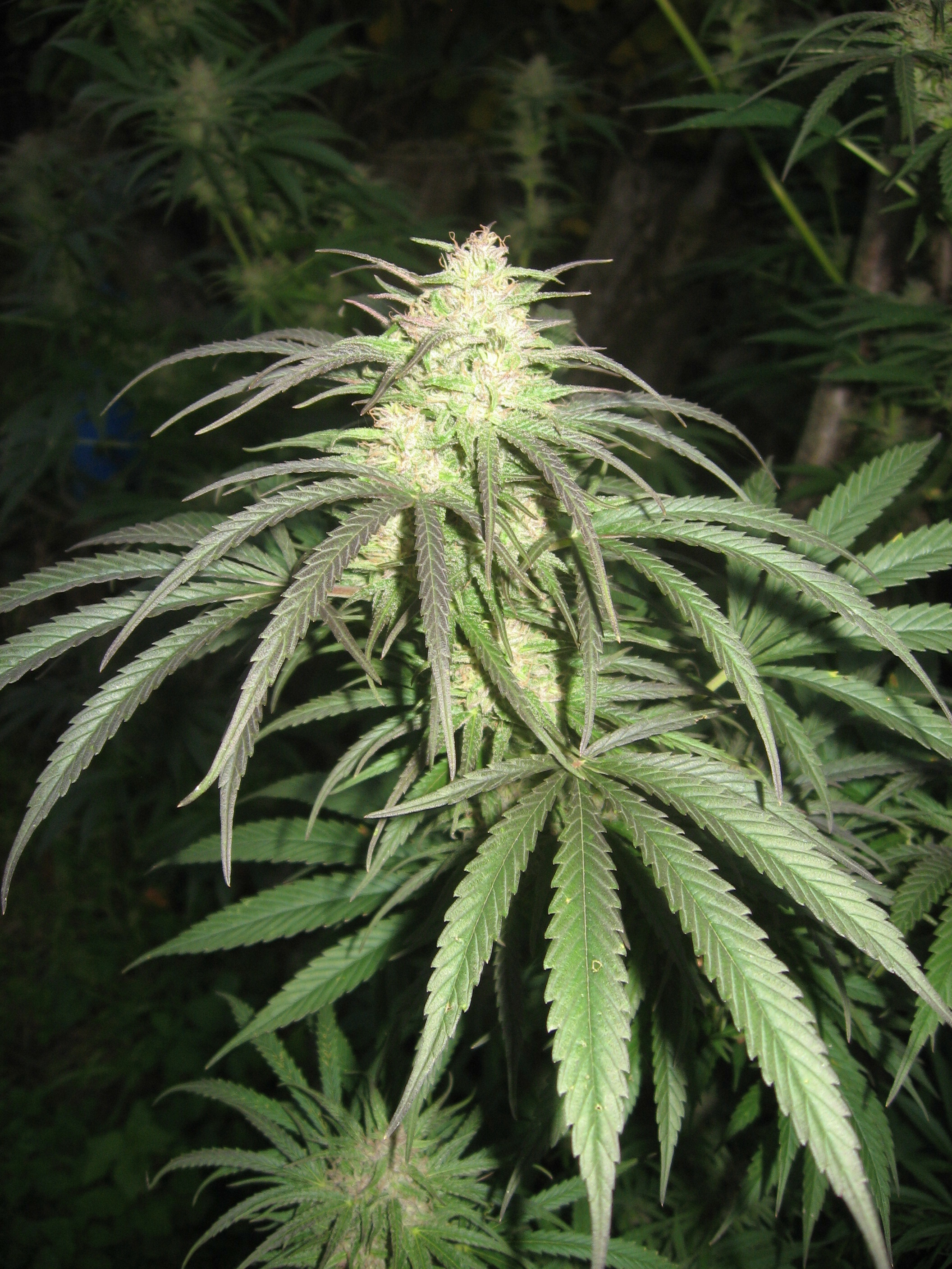 Dutch Passion - Pamir Gold (fem.)
