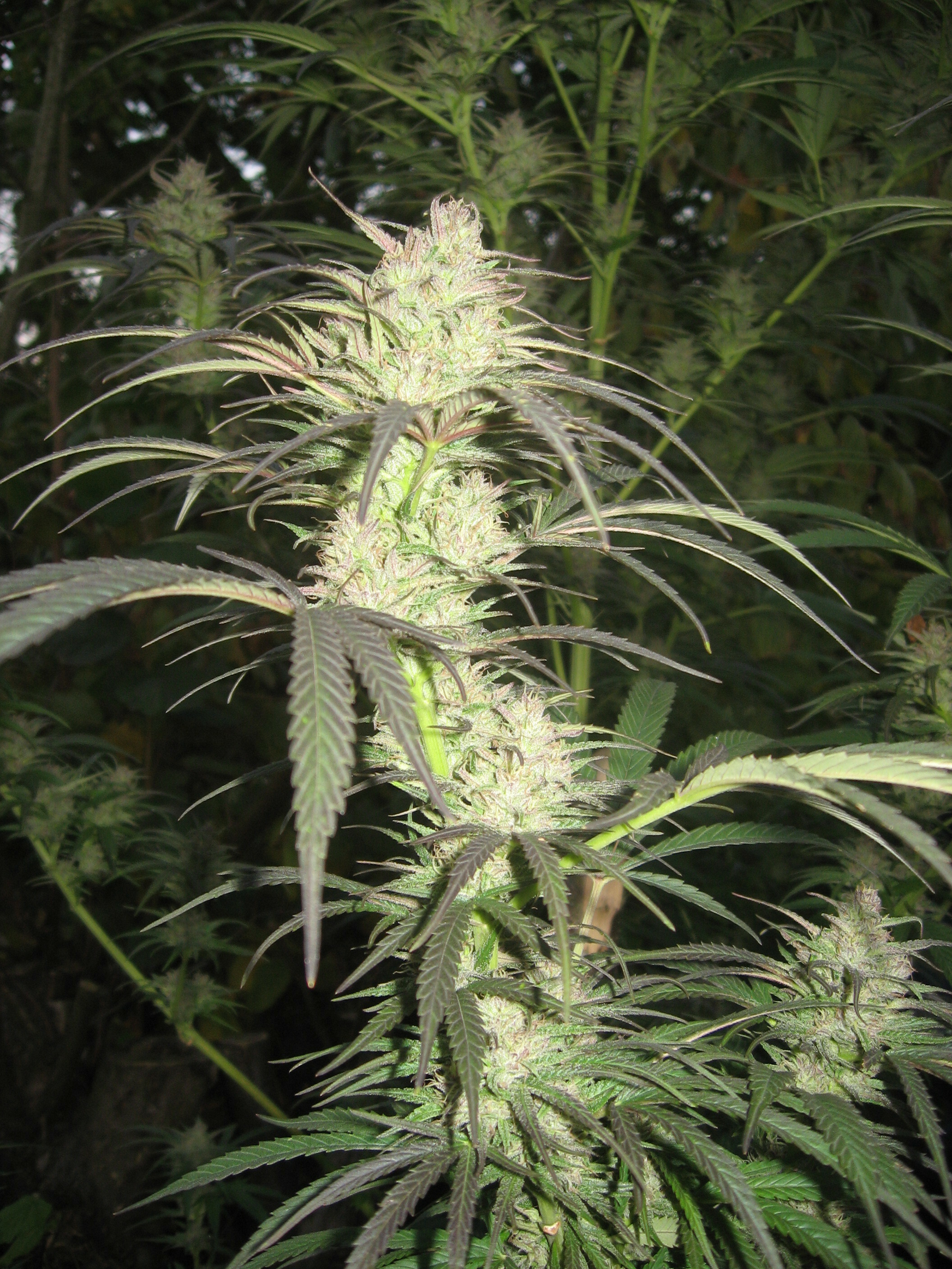 Dutch Passion - Pamir Gold (fem.)