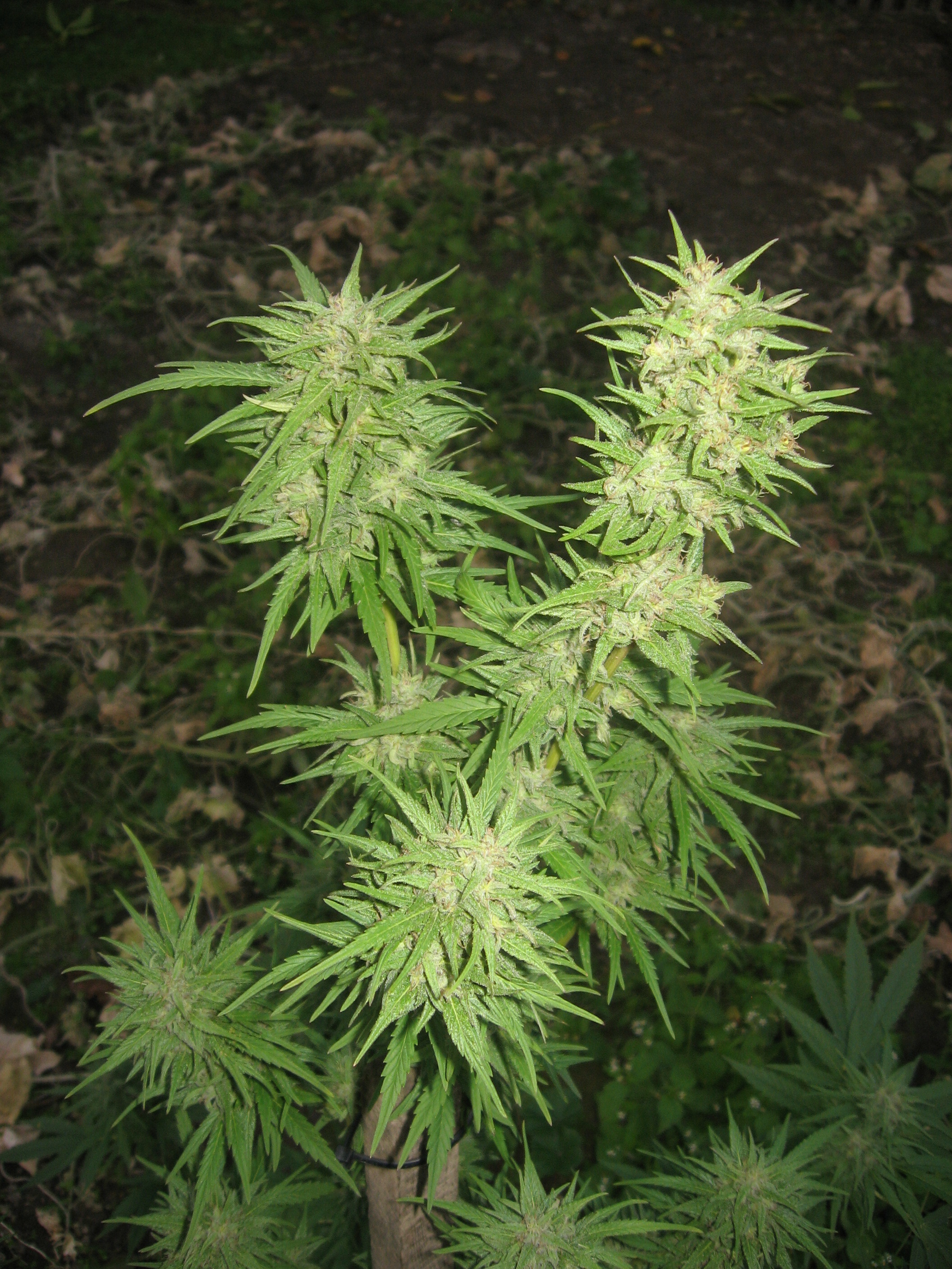 Dutch Passion - Pamir Gold (fem.)