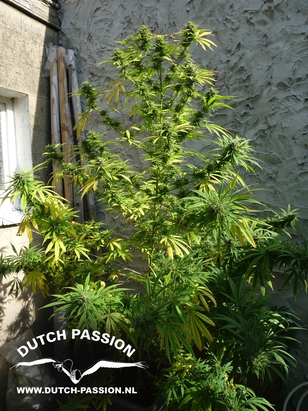 Dutch Passion - Pamir Gold (fem.)