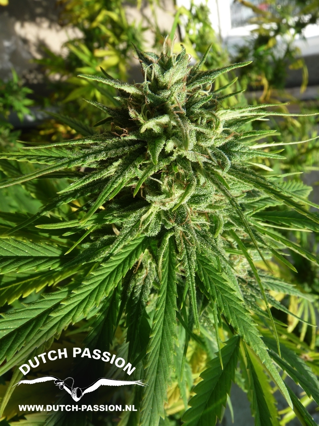 Dutch Passion - Pamir Gold (fem.)