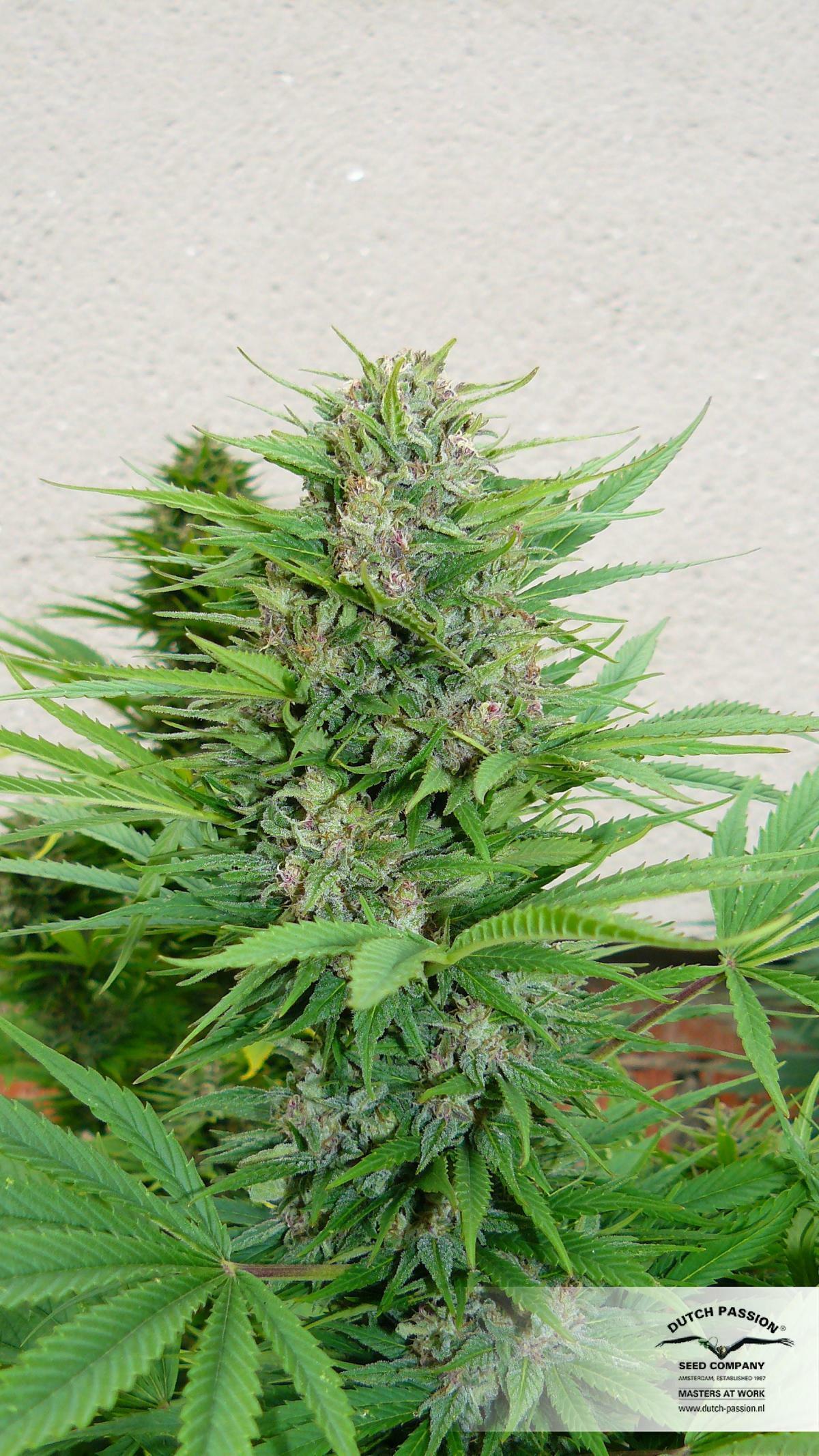 Dutch Passion - Pamir Gold (fem.)