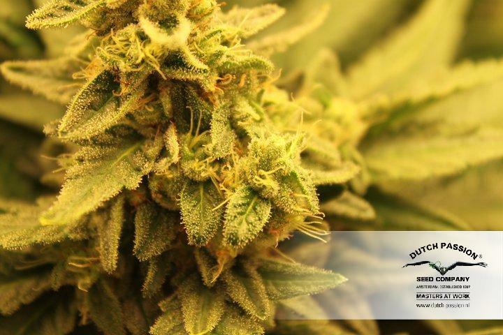 Dutch Passion - Pamir Gold (fem.)