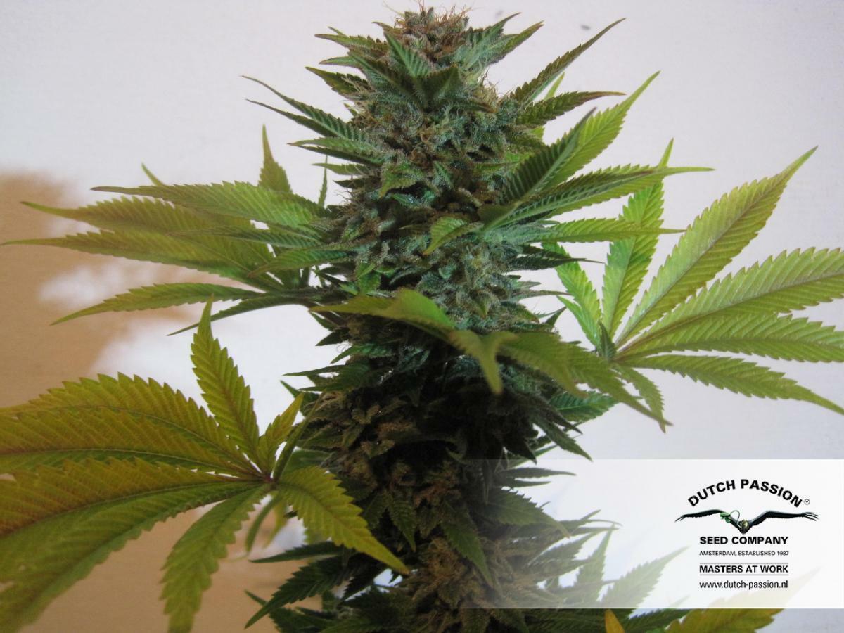 Dutch Passion - Pamir Gold (fem.)