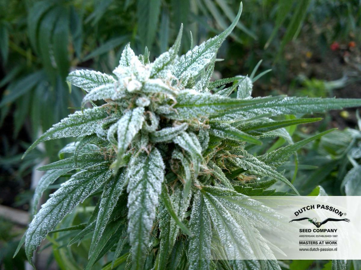 Dutch Passion - Pamir Gold (fem.)