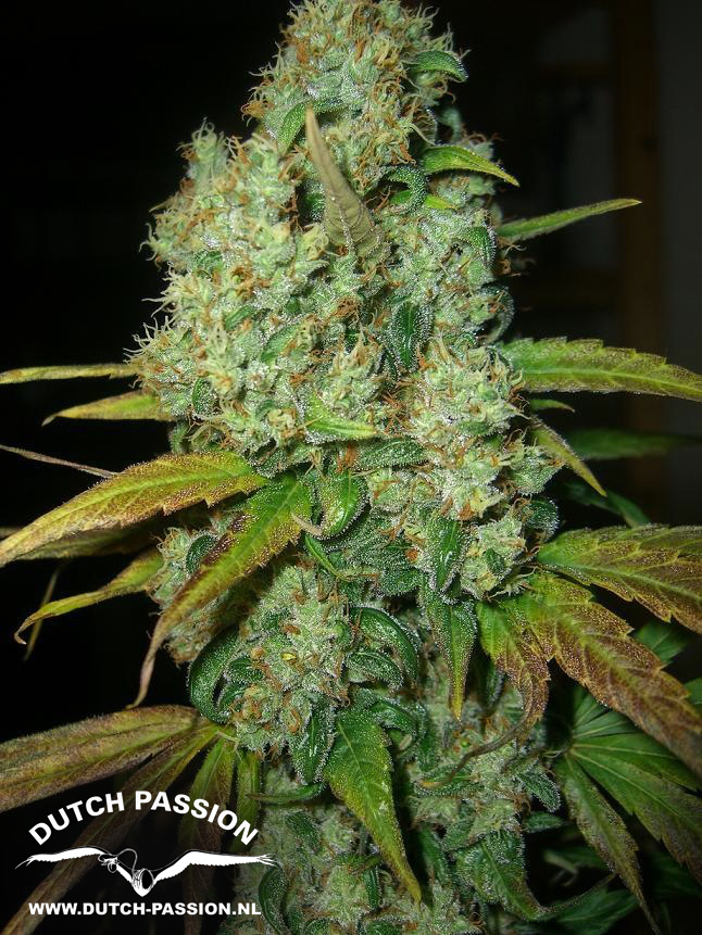 Dutch Passion - Power Plant ®