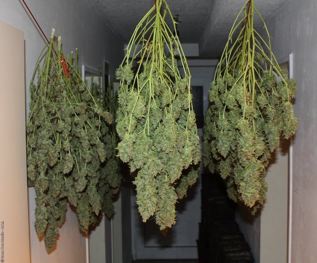 Dutch Passion - Power Plant ®