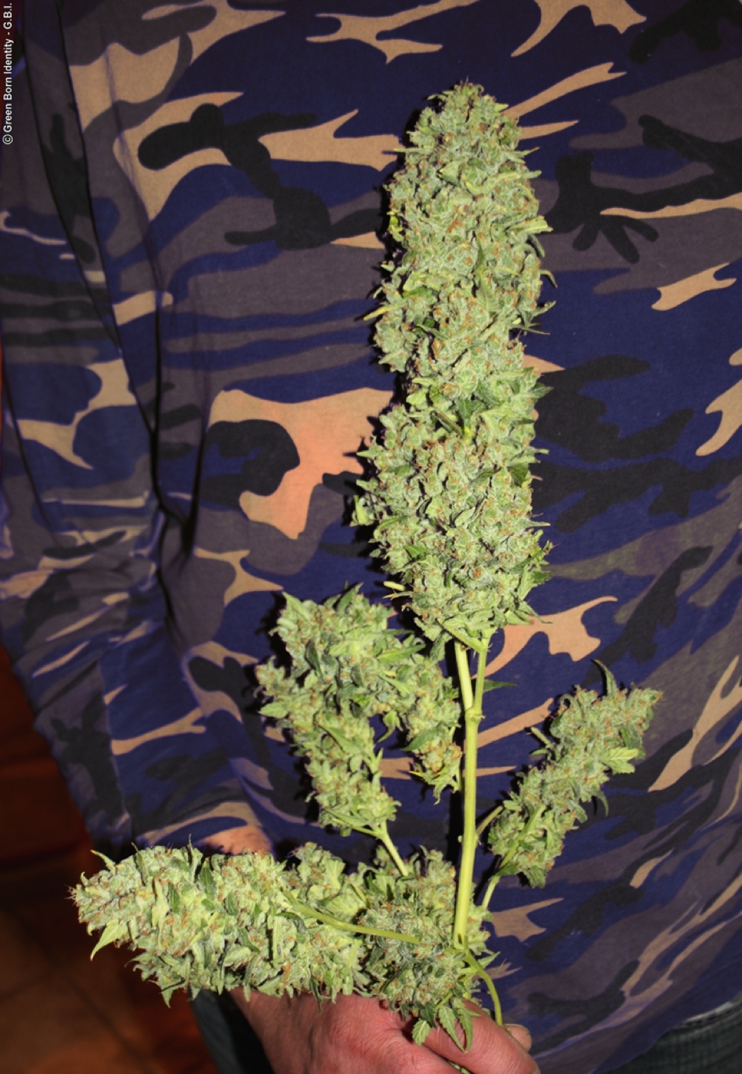 Dutch Passion - Power Plant ®