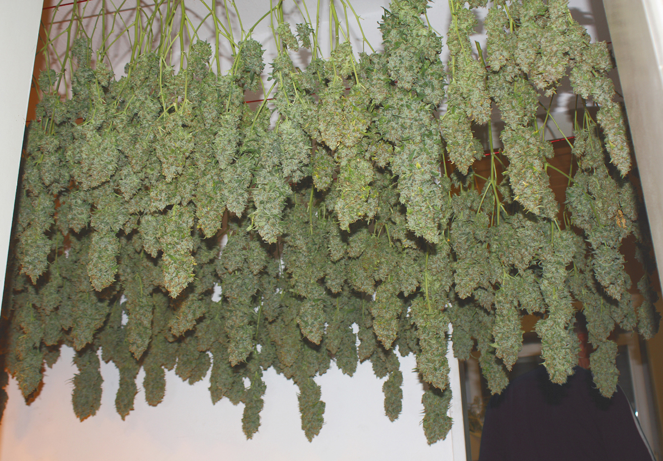 Dutch Passion - Power Plant ®