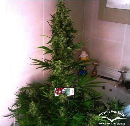 Dutch Passion - Power Plant ®