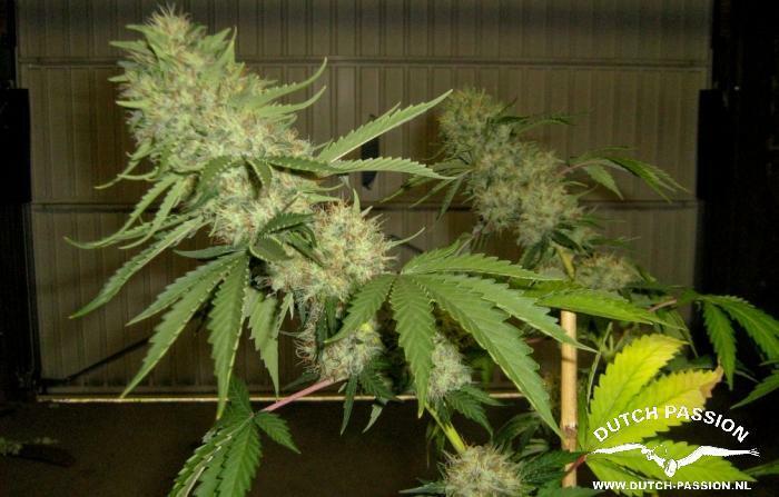 Dutch Passion - Power Plant ®