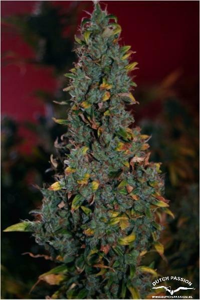 Dutch Passion - Power Plant ®
