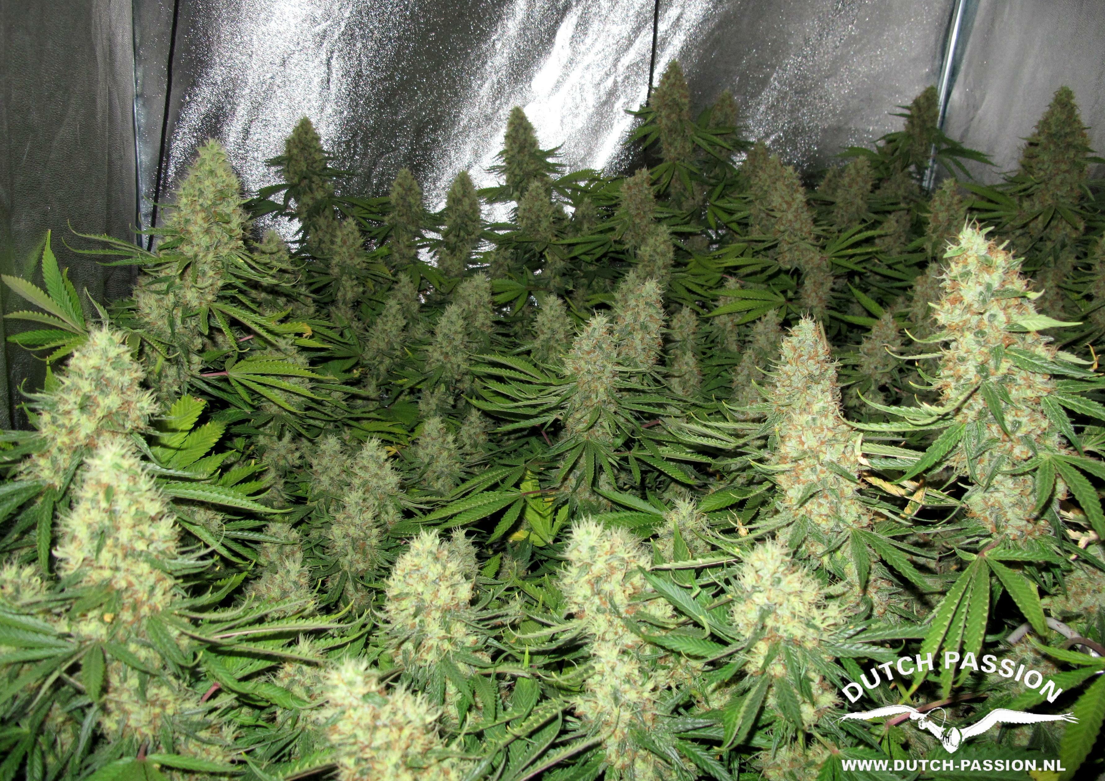 Dutch Passion - Power Plant ®
