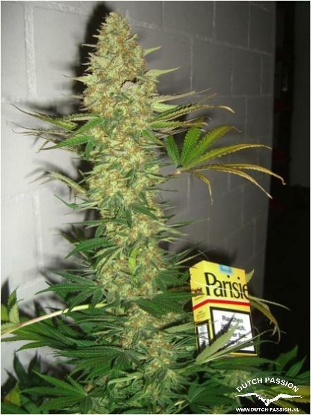 Dutch Passion - Power Plant ®