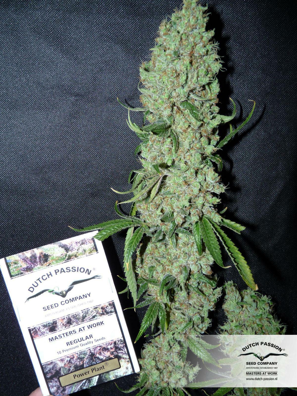 Dutch Passion - Power Plant (fem.)