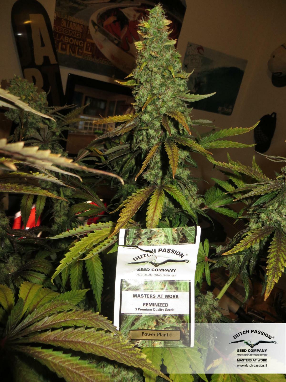 Dutch Passion - Power Plant (fem.)