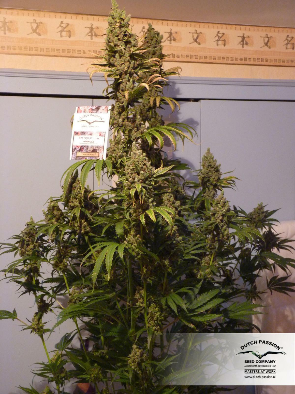Dutch Passion - Power Plant (fem.)
