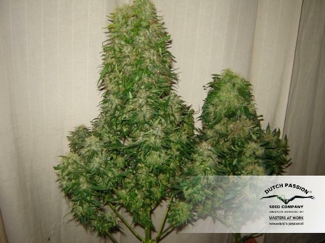 Dutch Passion - Power Plant (fem.)