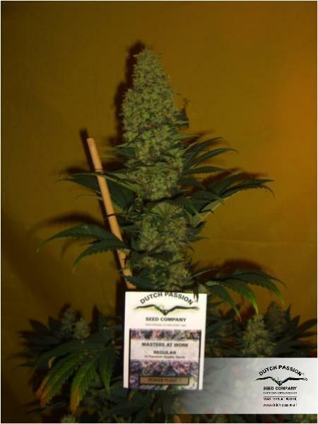 Dutch Passion - Power Plant (fem.)