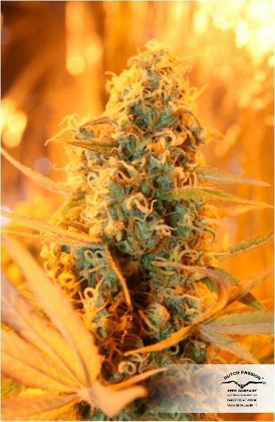 Dutch Passion - Power Plant (fem.)