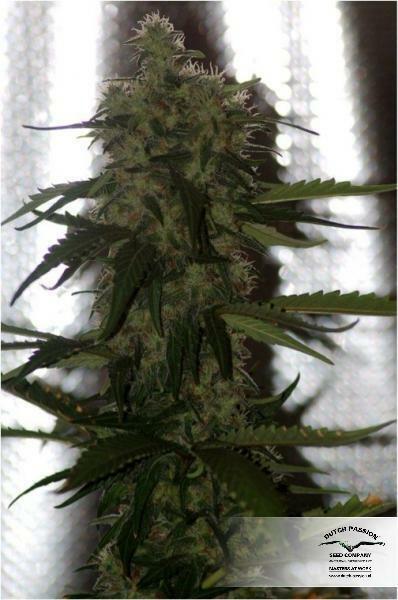 Dutch Passion - Power Plant (fem.)