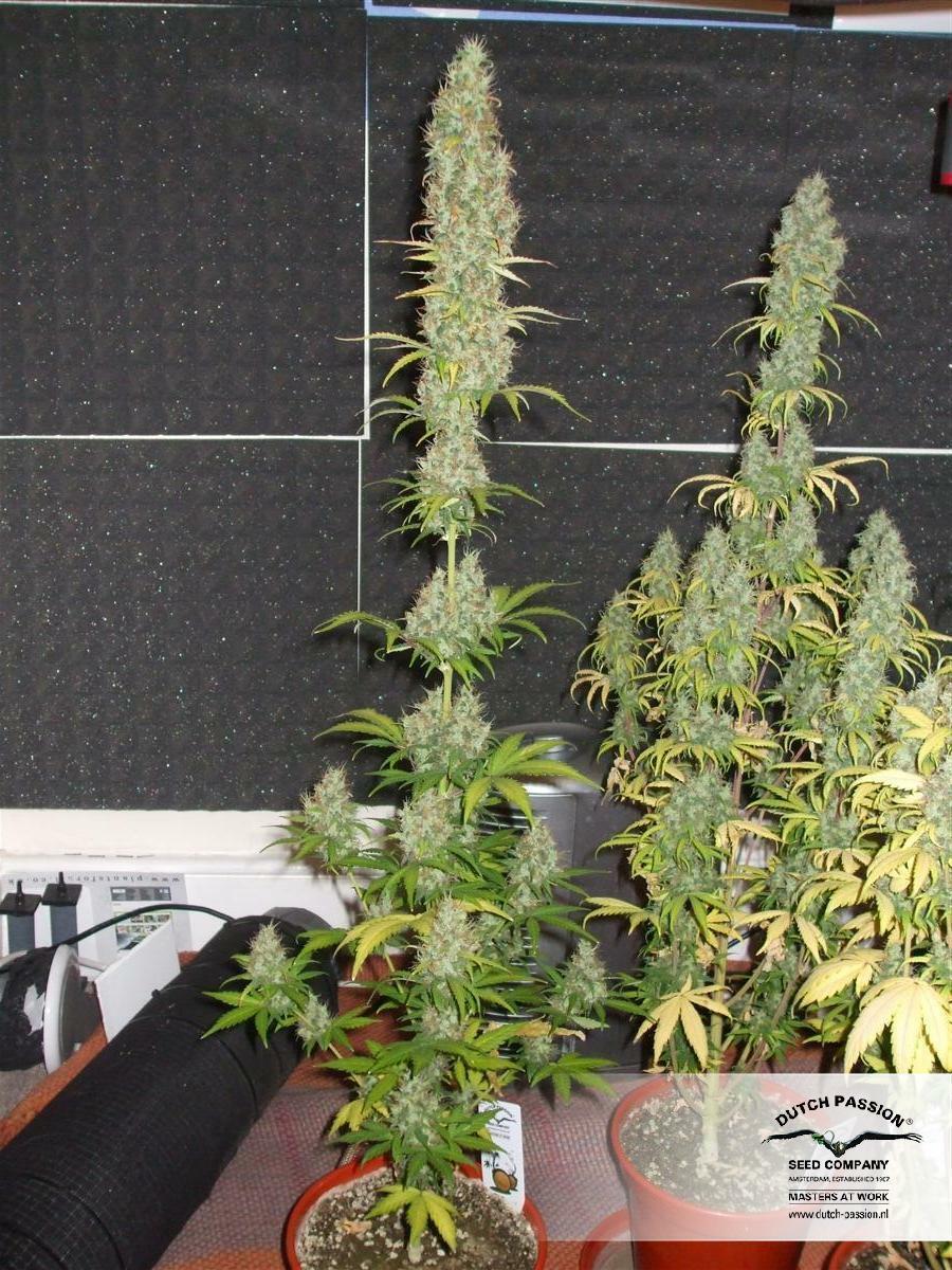 Dutch Passion - Power Plant (fem.)