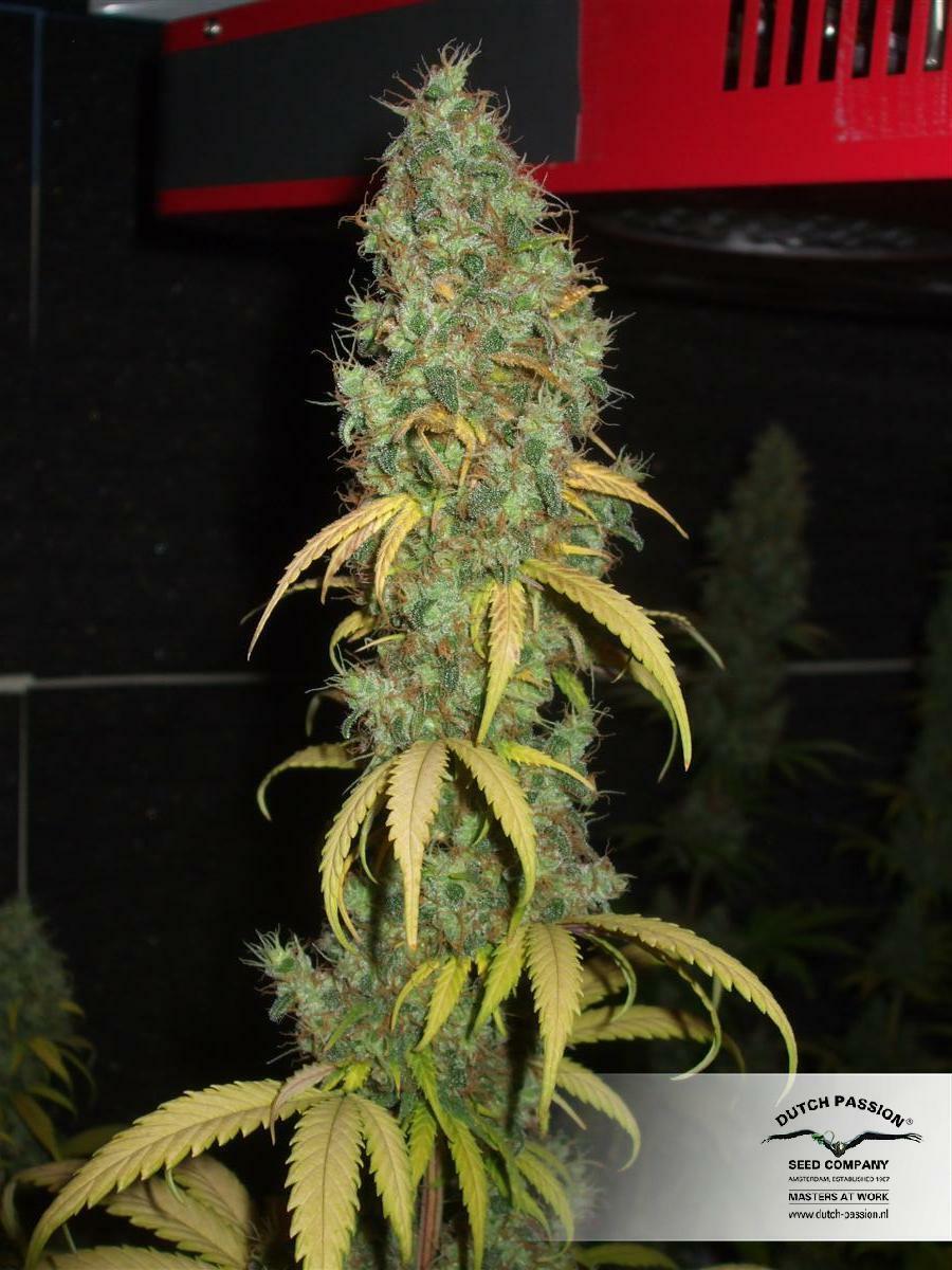 Dutch Passion - Power Plant (fem.)