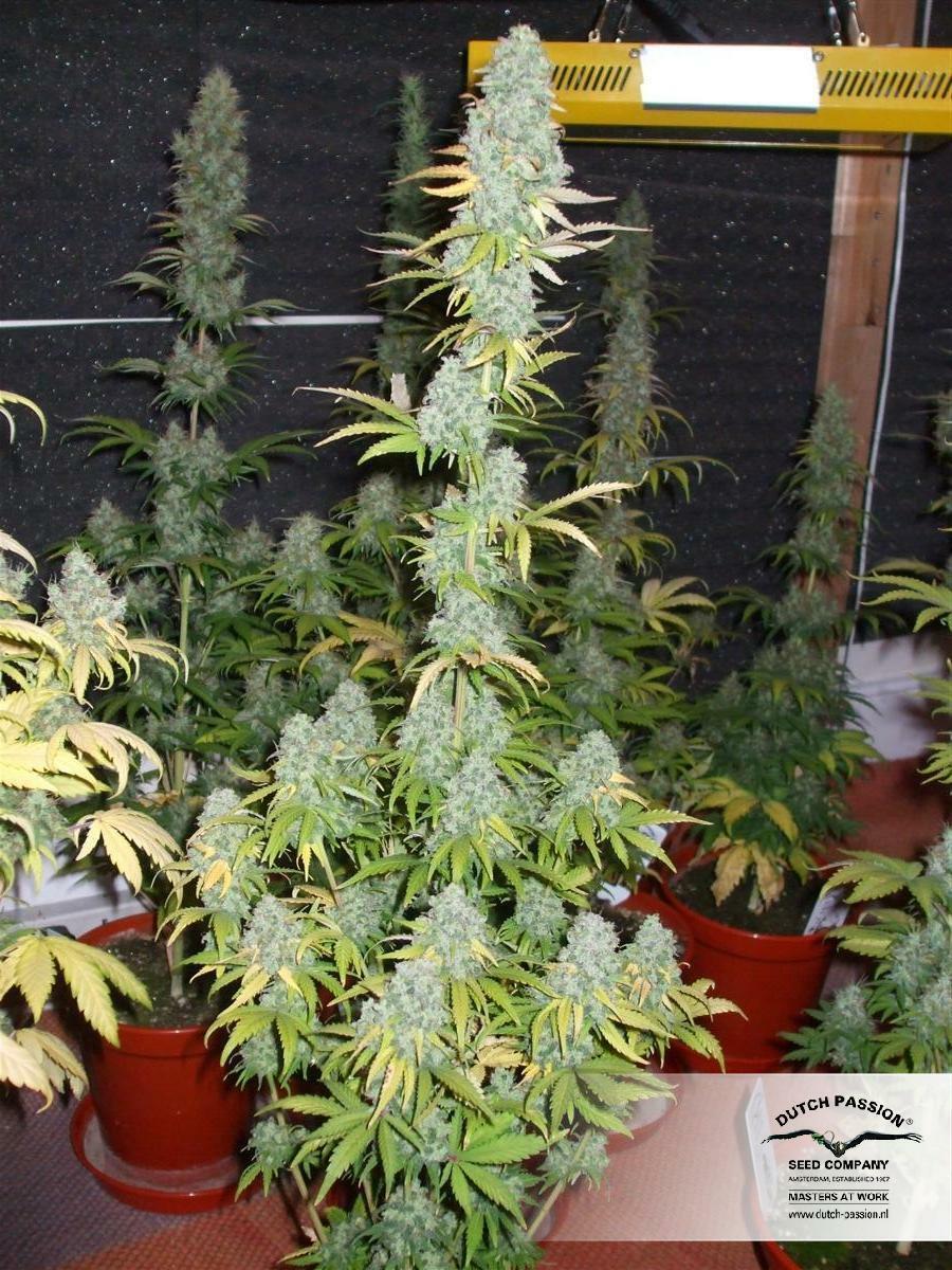 Dutch Passion - Power Plant (fem.)
