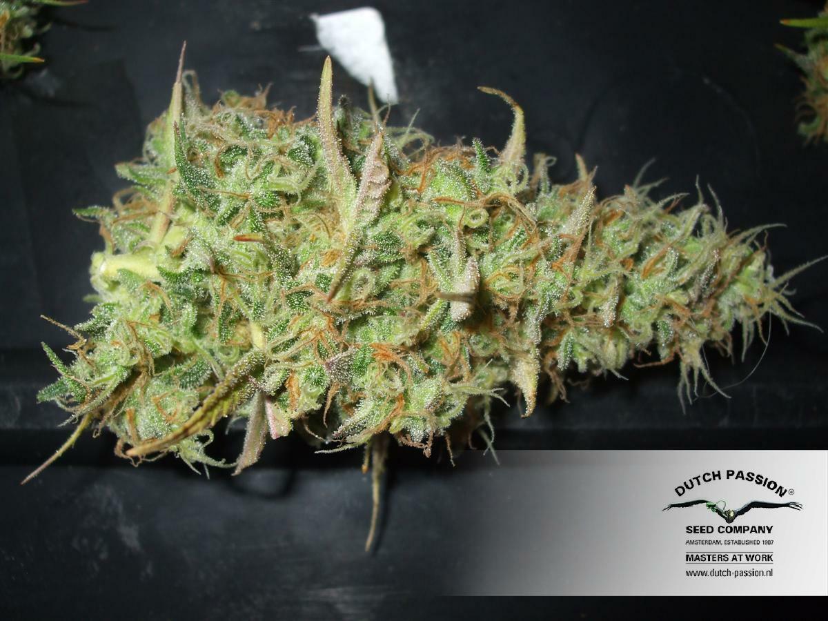 Dutch Passion - Power Plant (fem.)