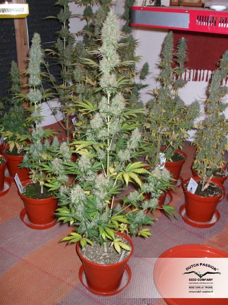 Dutch Passion - Power Plant (fem.)