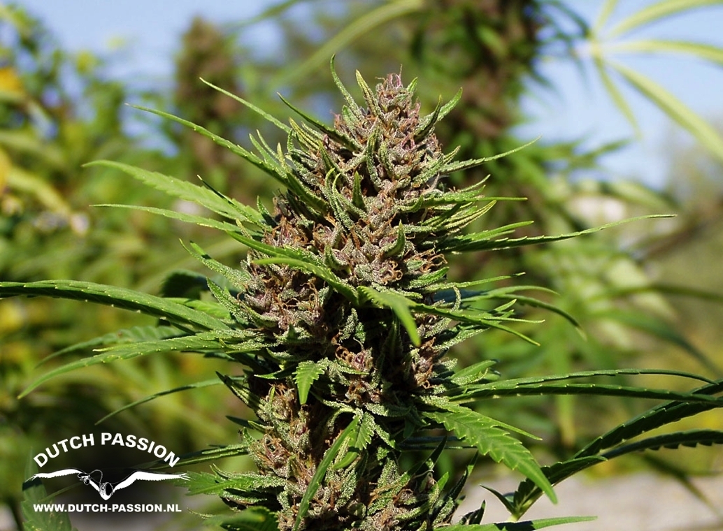 Dutch Passion - Purple #1 (fem.)