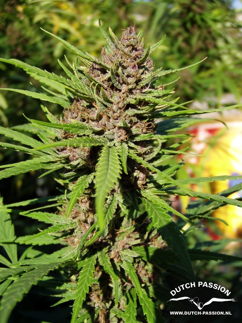 Dutch Passion - Purple #1 (fem.)