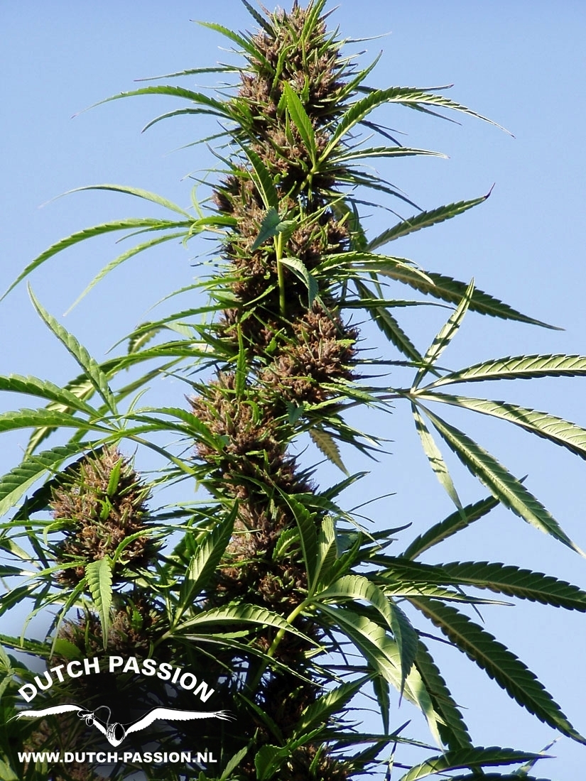 Dutch Passion - Purple #1 (fem.)