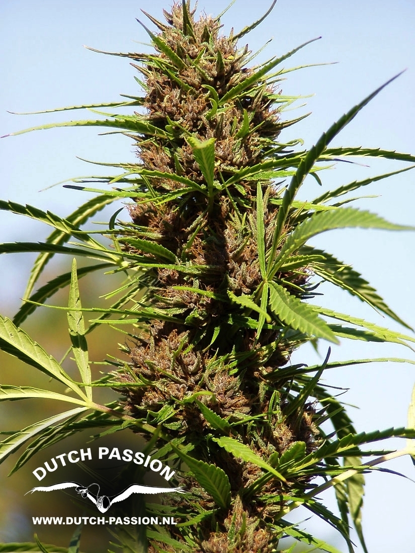 Dutch Passion - Purple #1 (fem.)