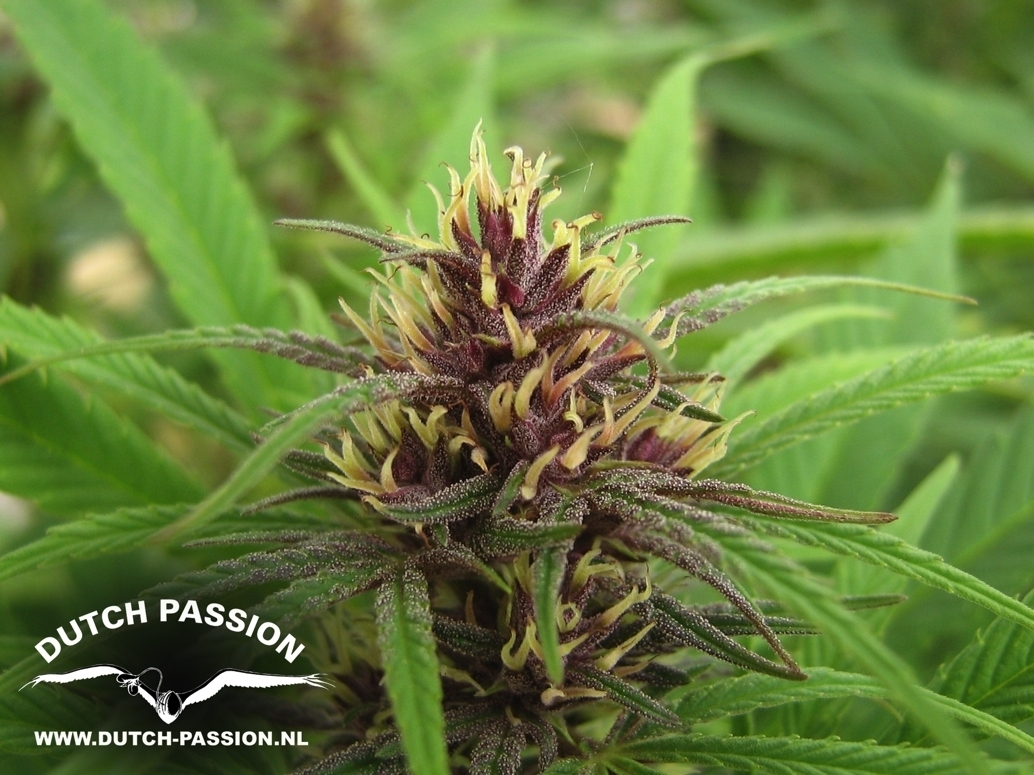 Dutch Passion - Purple #1 (fem.)