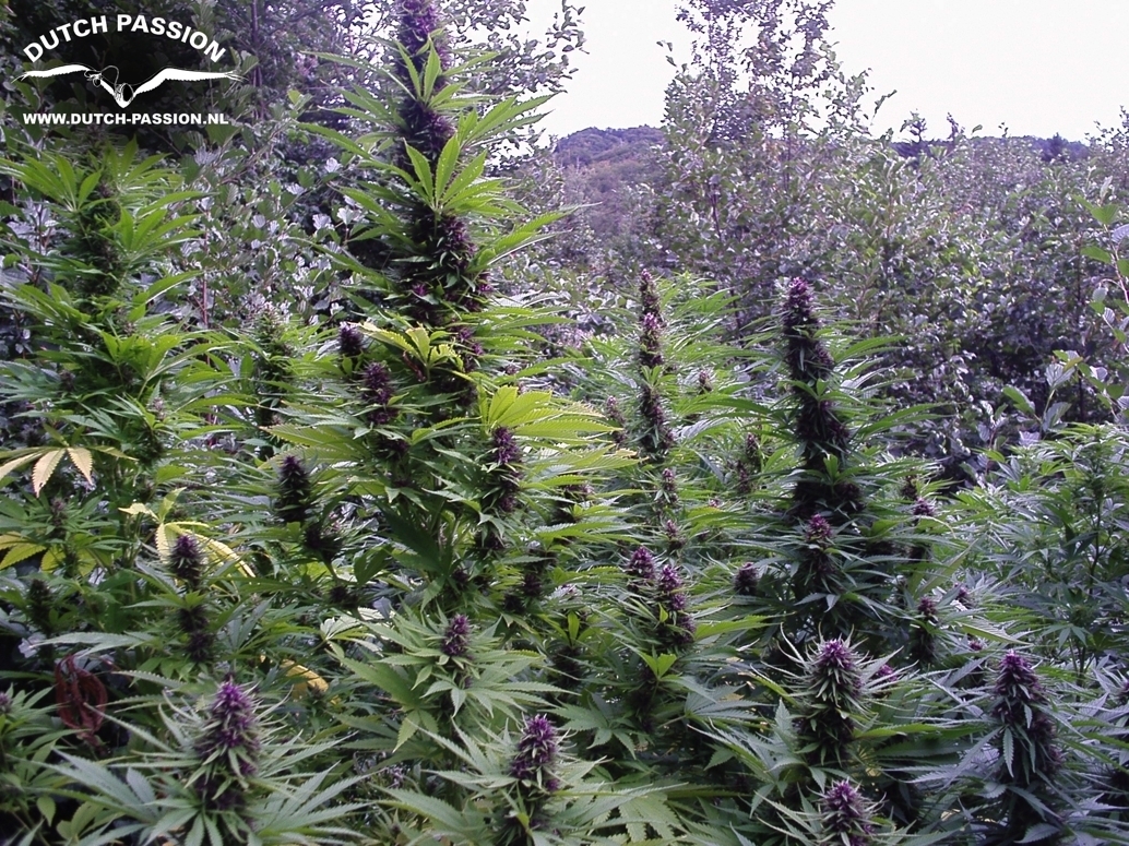 Dutch Passion - Purple #1 (fem.)