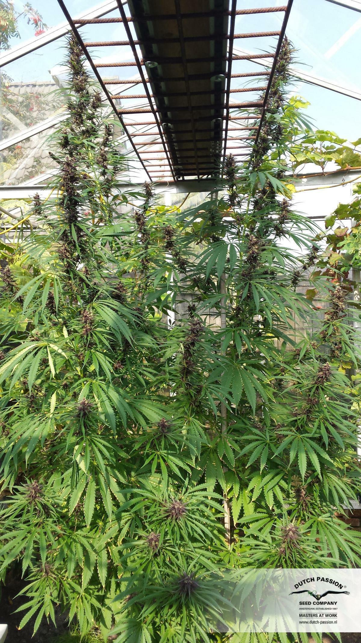 Dutch Passion - Purple #1 (fem.)