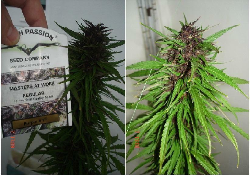 Dutch Passion - Purple #1 (fem.)